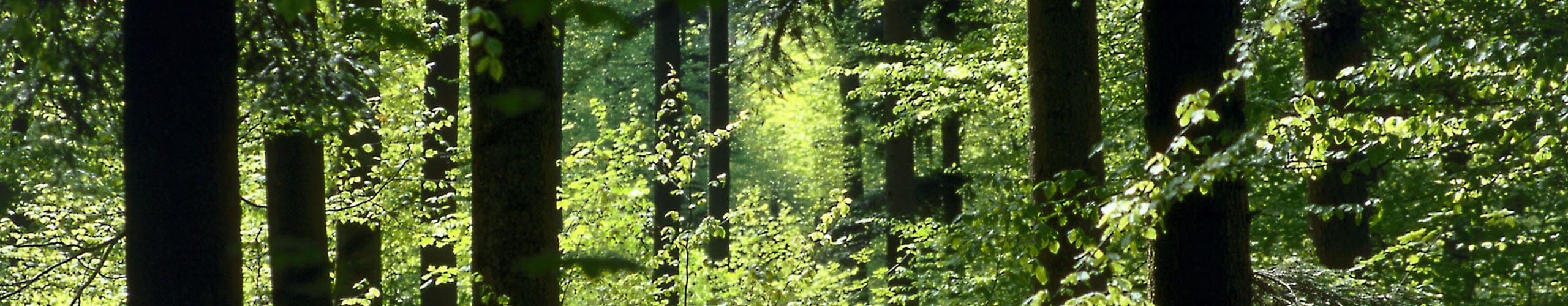 <strong>La construction en bois est renouvelable</strong>